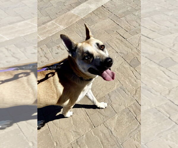 Medium Photo #2 Mutt Puppy For Sale in Banning, CA, USA