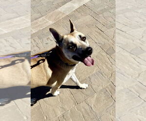 HARPER - Female Mutt Dog for Adoption - Photo #2