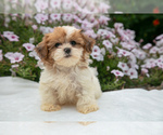 Puppy Ruby Shih-Poo