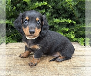 Dachshund Puppy for sale in MIDDLEBURY, IN, USA