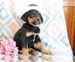 Small #2 Bluetick Coonhound-Labrador Retriever Mix