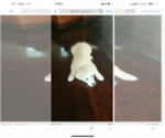 Small Photo #31 Great Pyrenees Puppy For Sale in MYAKKA CITY, FL, USA