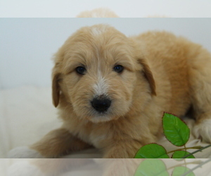 Pyredoodle Puppy for sale in APACHE JUNCTION, AZ, USA