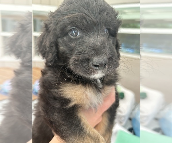 Medium Photo #18 Aussiedoodle Puppy For Sale in LONGWOOD, FL, USA