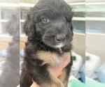 Small Photo #18 Aussiedoodle Puppy For Sale in LONGWOOD, FL, USA