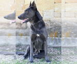 Small #5 Mutt