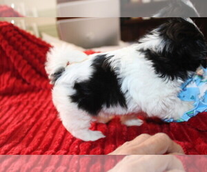 Shih Tzu Puppy for sale in THAYER, KS, USA
