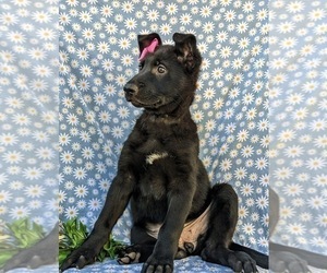 German Shepherd Dog Puppy for sale in KIRKWOOD, PA, USA