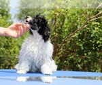 Small #1 Poodle (Toy)