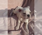 Small Photo #17 Boston Terrier Puppy For Sale in ALBANY, OH, USA
