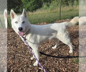 Siberian Husky Dogs for adoption in Waterford, VA, USA