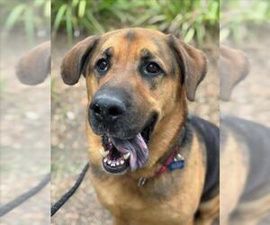 SAMSON - Male German Shepherd Dog-Saint Bernard Mix Dog for Adoption - Photo #4