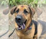 Small #3 German Shepherd Dog-Saint Bernard Mix
