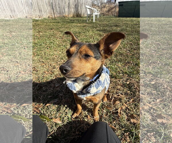 Medium Photo #2 Chiweenie Puppy For Sale in Mooresville, NC, USA