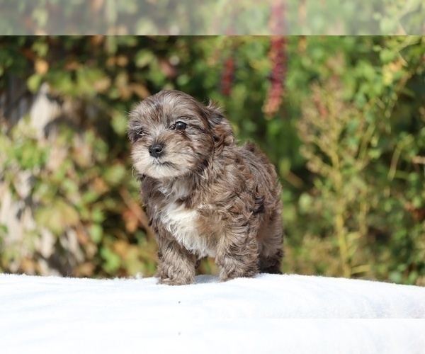 Medium Photo #40 ShihPoo Puppy For Sale in DYERSBURG, TN, USA