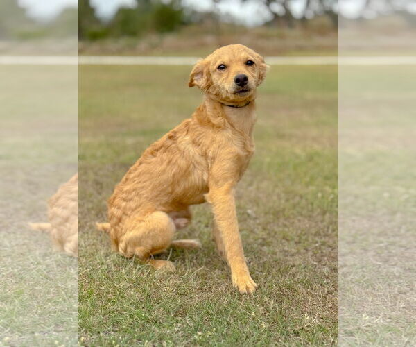 Medium Photo #4 Colonial Cocker Spaniel-Unknown Mix Puppy For Sale in PIPE CREEK, TX, USA