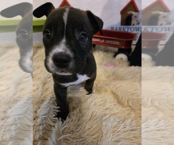 Medium Photo #2 American Staffordshire Terrier-Unknown Mix Puppy For Sale in Bardstown, KY, USA