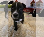 Small #1 American Staffordshire Terrier Mix