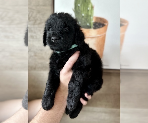 Medium Photo #3 Goldendoodle Puppy For Sale in ABILENE, TX, USA