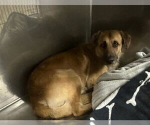 German Shepherd Dog Dogs for adoption in Downey, CA, USA