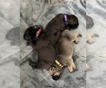 Small #6 Cane Corso