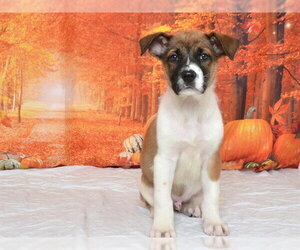 German Shepherd Dog-Unknown Mix Dogs for adoption in Oroville, CA, USA