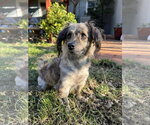 Small #7 Chi-Poo (Toy)