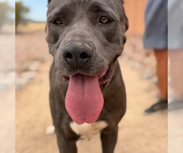 Medium Photo #6 Mutt Puppy For Sale in Goodyear, AZ, USA