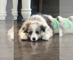 Small Border Collie