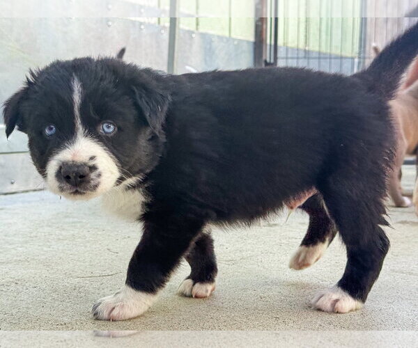 Medium Photo #6 Labrador Retriever-Unknown Mix Puppy For Sale in San Diego, CA, USA