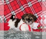 Small #3 Shih Tzu