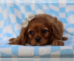 Small #4 Cavalier King Charles Spaniel