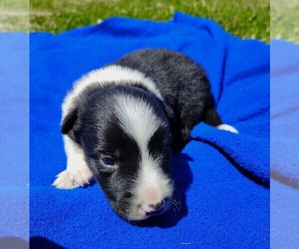 Medium Photo #97 Border Collie Puppy For Sale in NORBORNE, MO, USA