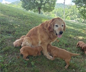 Mother of the Golden Irish puppies born on 05/21/2022