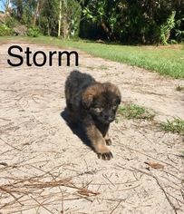 German Shepherd Dog Puppy for sale in ALTAMONTE SPRINGS, FL, USA