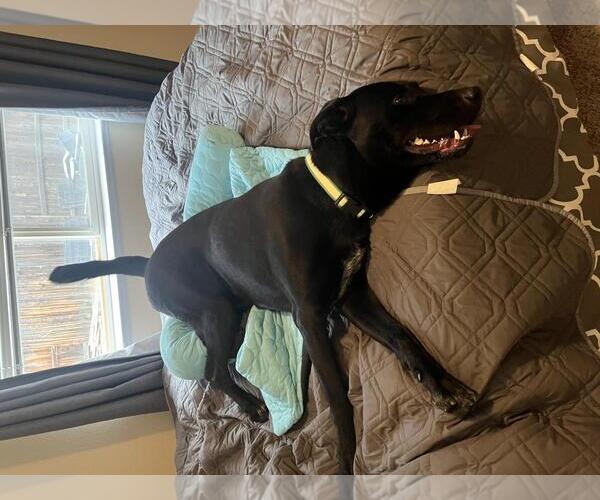 Medium Photo #3 Great Dane-Labrador Retriever Mix Puppy For Sale in Incline Village, NV, USA