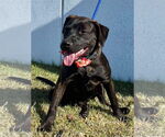 Small #1 Labrador Retriever Mix