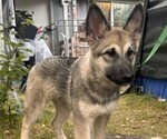 Litter of 10 - Male(s) and Female(s) Alaskan Malamute-German Shepherd Dog MixLitter of Puppies for Sale - Photo #6