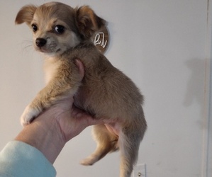 Chihuahua Puppy for sale in FAIR PLAY, SC, USA