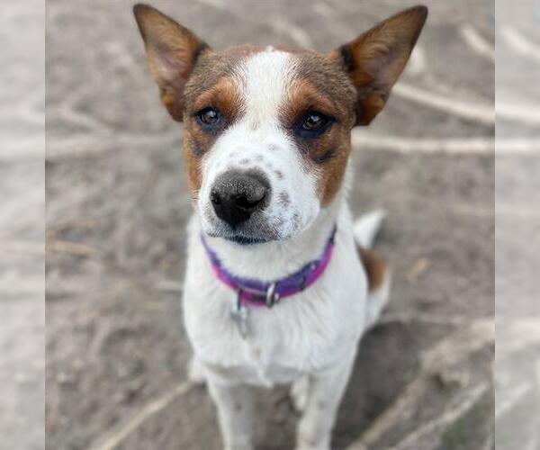 Medium Photo #1 Mutt Puppy For Sale in Aurora, CO, USA