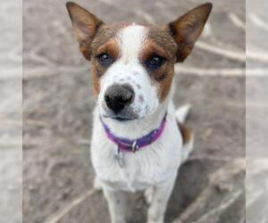 Mutt Dogs for adoption in Aurora, CO, USA