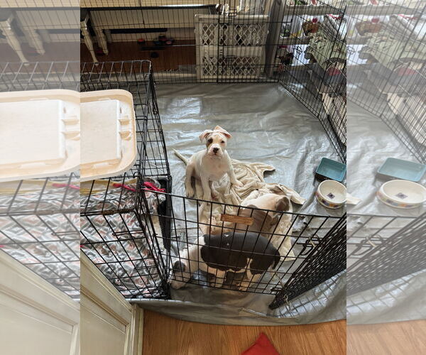Medium Photo #9 Mutt Puppy For Sale in Garner, NC, USA