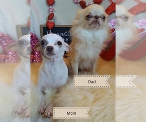 Mother of the Chihuahua puppies born on 12/12/2019