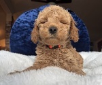 Small Photo #21 Goldendoodle (Miniature) Puppy For Sale in SAN FERNANDO, CA, USA