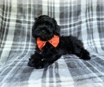 Small #4 ShihPoo