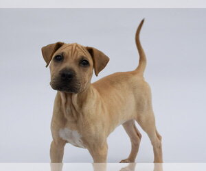 Labrador Retriever-Unknown Mix Dogs for adoption in Lakewood, CO, USA