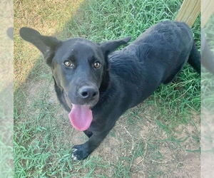 Labrador Retriever-Unknown Mix Dogs for adoption in Augusta, GA, USA
