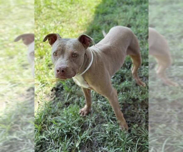 Medium Photo #2 American Pit Bull Terrier Puppy For Sale in Riverside, CA, USA