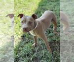 Small #1 American Pit Bull Terrier