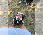 Small #6 American Pit Bull Terrier Mix